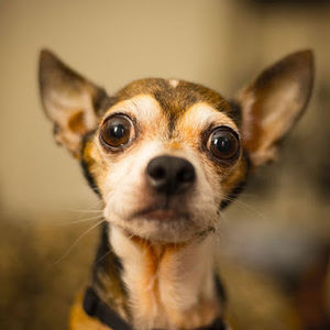 Meet your Posher, Avrey